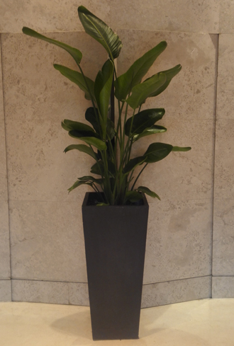 �����̻�����ֲ��